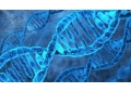 Acquisition of human growth hormone HGH
