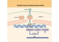 Steroid chemical properties
