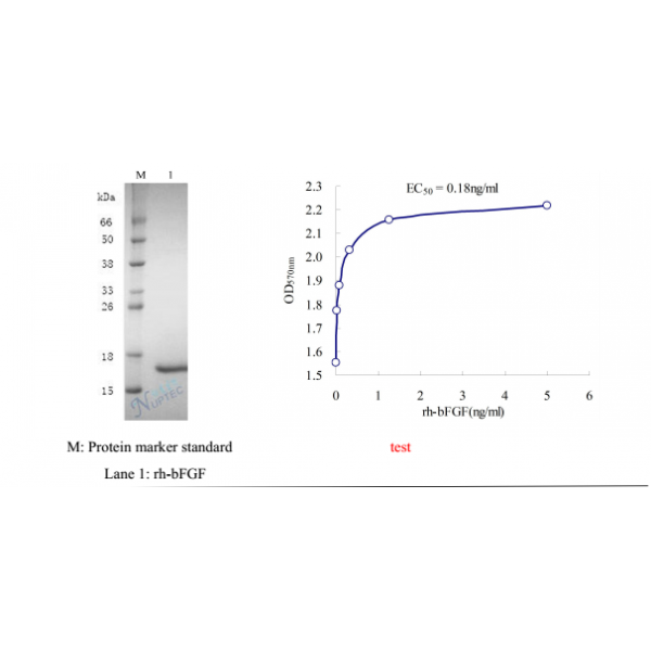 Recombinant Human Epidermal Growth Factor (rh-EGF) Lyophilized Powder