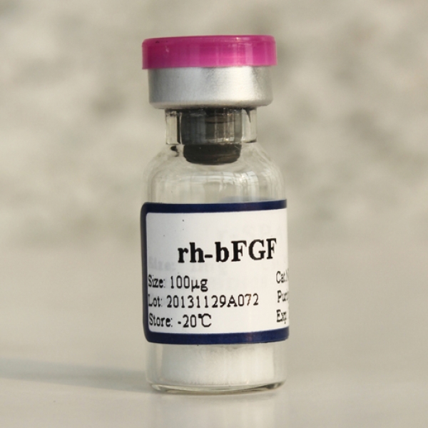 Recombinant Human Basic Fibroblast Growth Factor (bFGF) 106096-93-9