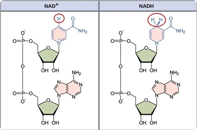 DH(Beta-Nicotinamide Adenine Dinucleotide)