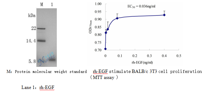 Recombinant Human Epidermal Growth Factor (rh-EGF)